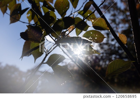 Tokyo park scenery 120658695