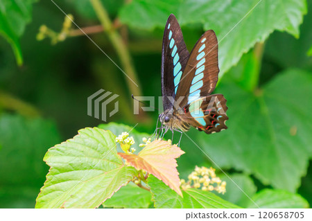 A beautiful Bluebottle (Papilionidae) flying among the flowers. Nakagi Hirizo Beach, Minamiizu-cho, Kamo-gun, Izu Peninsula, 2024 120658705