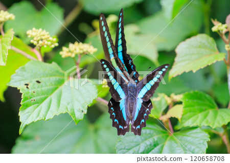 A beautiful Bluebottle (Papilionidae) flying among the flowers. Nakagi Hirizo Beach, Minamiizu-cho, Kamo-gun, Izu Peninsula, 2024 120658708