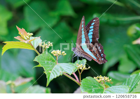 A beautiful Bluebottle (Papilionidae) flying among the flowers. Nakagi Hirizo Beach, Minamiizu-cho, Kamo-gun, Izu Peninsula, 2024 120658716