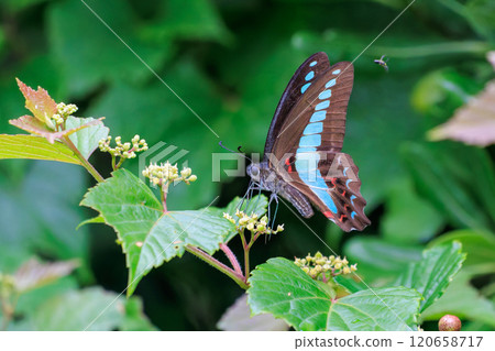 A beautiful Bluebottle (Papilionidae) flying among the flowers. Nakagi Hirizo Beach, Minamiizu-cho, Kamo-gun, Izu Peninsula, 2024 120658717