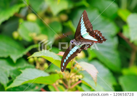 A beautiful Bluebottle (Papilionidae) flying among the flowers. Nakagi Hirizo Beach, Minamiizu-cho, Kamo-gun, Izu Peninsula, 2024 A beautiful Bluebottle (Papilionidae) flying among the flowers. Nakagi Hirizo Beach, Minamiizu-cho, Kamo-gun, Izu Peninsula, 2024 120658728