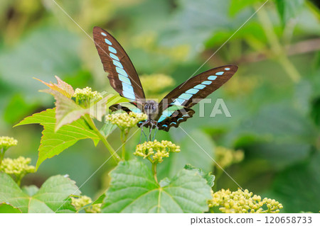 A beautiful Bluebottle (Papilionidae) flying among the flowers. Nakagi Hirizo Beach, Minamiizu-cho, Kamo-gun, Izu Peninsula, 2024 120658733