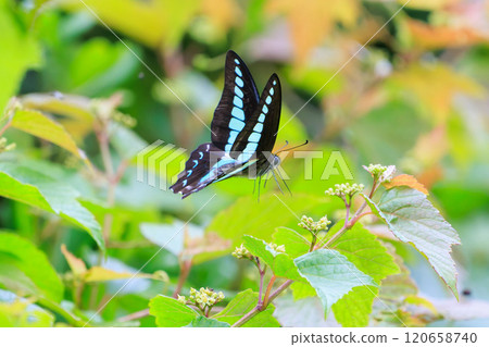 A beautiful Bluebottle (Papilionidae) flying among the flowers. Nakagi Hirizo Beach, Minamiizu-cho, Kamo-gun, Izu Peninsula, 2024 A beautiful Bluebottle (Papilionidae) flying among the flowers. Nakagi Hirizo Beach, Minamiizu-cho, Kamo-gun, Izu Peninsula, 2024 120658740