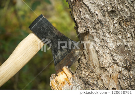 Axe stuck in tree stump in background of felled forest 120658791