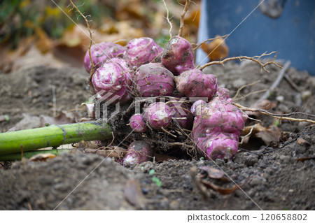 Freshly Harvested Colorful Jerusalem Artichokes From Garden Soil Freshly Harvested Colorful Jerusalem Artichokes From Garden Soil 120658802