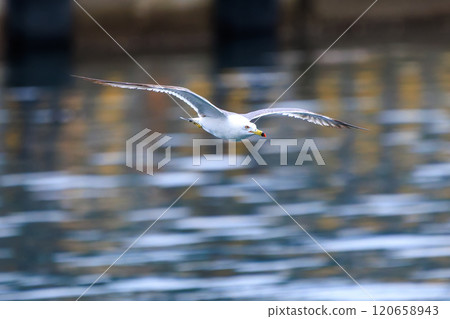 美麗的黑尾黑尾鷗飛越港口(靜岡縣伊豆半島加茂郡南伊豆町中木埼浜,2024年) 美麗的黑尾黑尾鷗飛越港口(靜岡縣伊豆半島加茂郡南伊豆町中木埼浜,2024年) 120658943