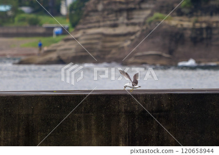 A beautiful black-tailed gull (Lariidae) flying over the harbor. Nakagi Hirizo Beach, Minamiizu-cho, Kamo-gun, Izu Peninsula, Shizuoka Prefecture, 2024 120658944