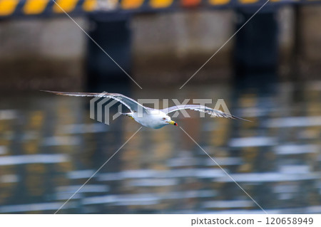 美麗的黑尾黑尾鷗飛越港口（靜岡縣伊豆半島加茂郡南伊豆町中木埼浜，2024年） 120658949