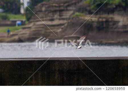 美麗的黑尾黑尾鷗飛越港口（靜岡縣伊豆半島加茂郡南伊豆町中木埼浜，2024年） 120658950