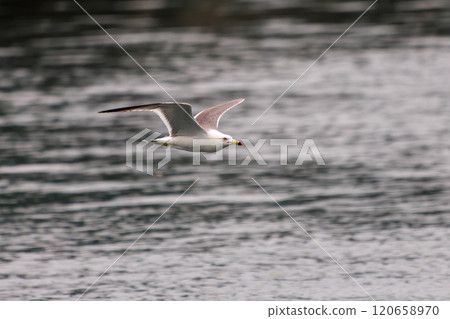 A beautiful black-tailed gull (Lariidae) flying over the harbor. Nakagi Hirizo Beach, Minamiizu-cho, Kamo-gun, Izu Peninsula, Shizuoka Prefecture, 2024 A beautiful black-tailed gull (Lariidae) flying over the harbor. Nakagi Hirizo Beach, Minamiizu-cho, Kamo-gun, Izu Peninsula, Shizuoka Prefecture, 2024 120658970