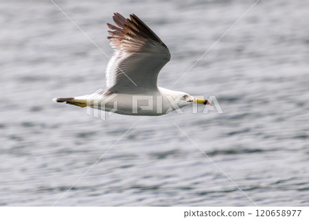 A beautiful black-tailed gull (Lariidae) flying over the harbor. Nakagi Hirizo Beach, Minamiizu-cho, Kamo-gun, Izu Peninsula, Shizuoka Prefecture, 2024 A beautiful black-tailed gull (Lariidae) flying over the harbor. Nakagi Hirizo Beach, Minamiizu-cho, Kamo-gun, Izu Peninsula, Shizuoka Prefecture, 2024 120658977