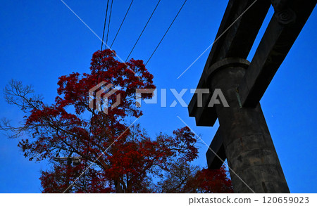 Torii gate and red leaves Torii gate and red leaves 120659023