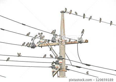Many starlings gather on electric wires Many starlings gather on electric wires 120659189