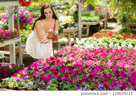 Female shopper choosing potted petunias at outdoor garden shop Female shopper choosing potted petunias at outdoor garden shop 120659215