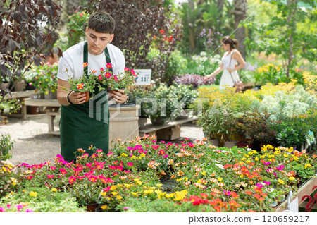 Floriculturist arranging pots with blooming portulaca on flower display Floriculturist arranging pots with blooming portulaca on flower display 120659217