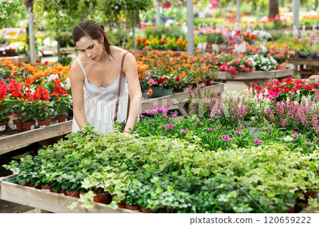 Spaniard woman examining variegated hedera in pots at garden center Spaniard woman examining variegated hedera in pots at garden center 120659222