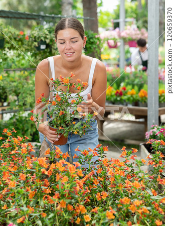 Cheerful young girl choosing potted mimulus aurantiacus (bush monkey flower) in flower shop to decorate courtyard 120659370