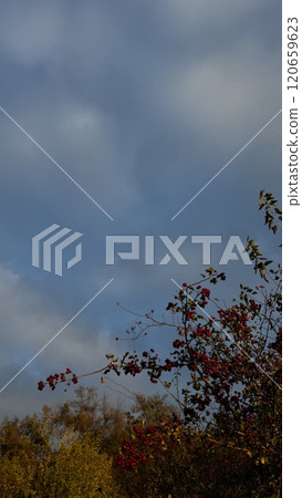 Autumn Branch with Red Berries and Leaves. High quality photo 120659623
