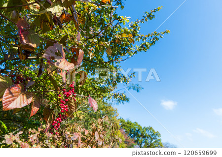 Viburnum berries: Health food ingredient. Contains twice as much Vitamin C as lemons. Highly nutritious fruit. 120659699