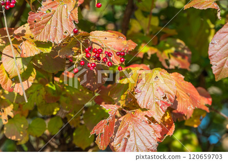 莢蓮果 - 健康食品成分 - 高營養水果，維生素C含量是檸檬的兩倍 120659703