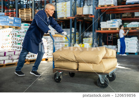 In warehouse rack area of store, loader mature man pushes and carries large cart for bulky cargo 120659856