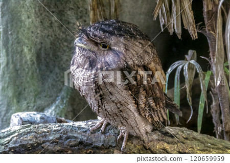 The fearless appearance of the frogmouth nightjar The fearless appearance of the frogmouth nightjar 120659959