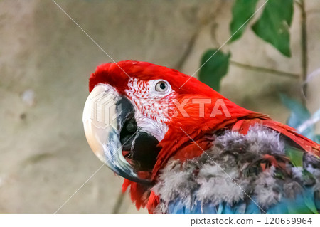 The fearless face of the Frogmouth Nightjar (Psittaciformes) 120659964