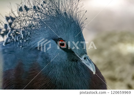 Crowned pigeon with beautiful crest [Crowned pigeon] 120659969