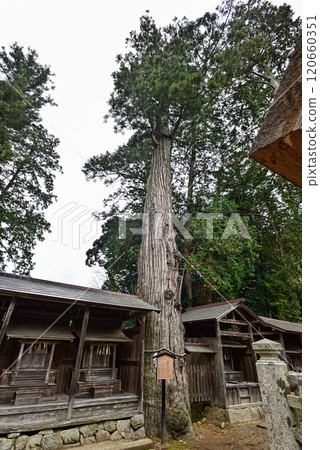 Sacred tree of Toyouke Shrine, Motoise Geku, Ryuto no Sugi Sacred tree of Toyouke Shrine, Motoise Geku, Ryuto no Sugi 120660351