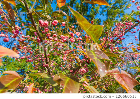 Autumn: Mayumi tree with pink berries Autumn: Mayumi tree with pink berries 120660515