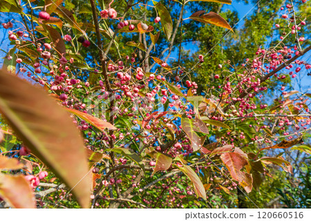 Autumn: Mayumi tree with pink berries 120660516