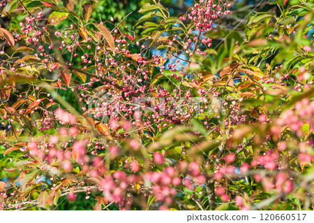 Autumn: Mayumi tree with pink berries - Stock Photo [120660517