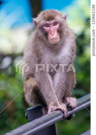 一群野生日本獼猴(Ceraciformidae)出現在一條公共道路上。  靜岡縣伊豆半島加茂郡松崎町岩地2024 一群野生日本獼猴(Ceraciformidae)出現在一條公共道路上。  靜岡縣伊豆半島加茂郡松崎町岩地2024 120661186