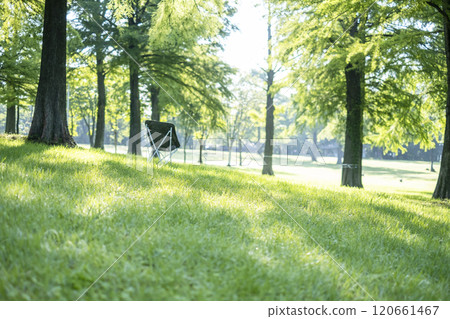 Shade of the park and sunlight filtering through the trees (Hiruzen Plateau) Shade of the park and sunlight filtering through the trees (Hiruzen Plateau) 120661467