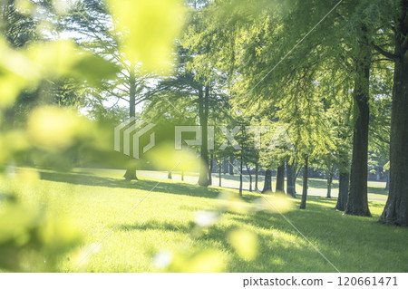 公園裡的影子和透過樹林的陽光（蒜山高原） 120661471