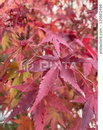 鮮紅的秋葉 120661496
