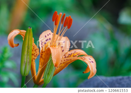 美麗的決明子百合(百合科)花朵覆蓋著水滴。 靜岡縣伊豆半島加茂郡西伊豆町宇楠小金崎海水浴場 20 美麗的決明子百合(百合科)花朵覆蓋著水滴。 靜岡縣伊豆半島加茂郡西伊豆町宇楠小金崎海水浴場 20 120661553