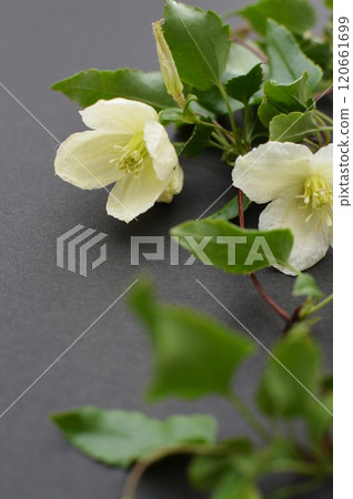 Milky white winter-blooming clematis flowers Milky white winter-blooming clematis flowers 120661699