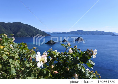 Furong flower season 120661720