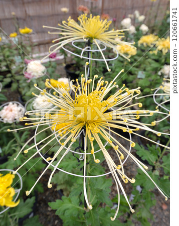 Japanese Chrysanthemum, Tube Chrysanthemum Japanese Chrysanthemum, Tube Chrysanthemum 120661741