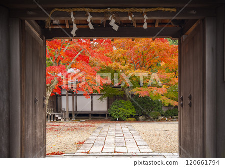 Tentoku-in Temple, the special head temple of Mount Koya, surrounded by autumn leaves 120661794