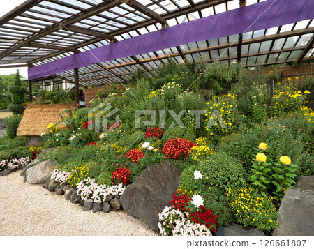 Chrysanthemum Festival, Bon Garden, Tokyo 120661807