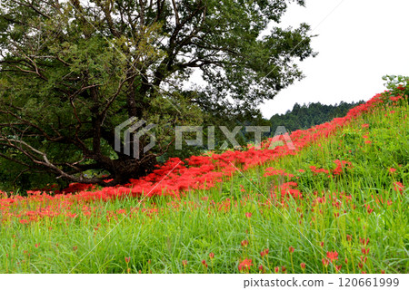 箕澤彼岸花公園 2024年9月29日 #42 120661999