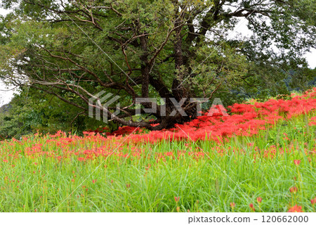 箕澤蜘蛛彼岸花公園 2024年9月29日 #43 120662000
