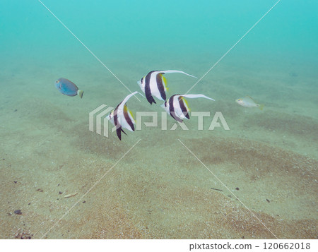 沙地上的繩池裡住著一群群可愛的鯔魚、黃尾鯊、老人、紅鯛魚和其他幼魚。 120662018