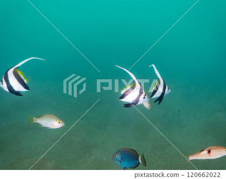 A school of cute young fish including blue-and-white snapper, flathead, middle-spotted snapper, and neritic snapper live in a rope pool in the sand. 120662022