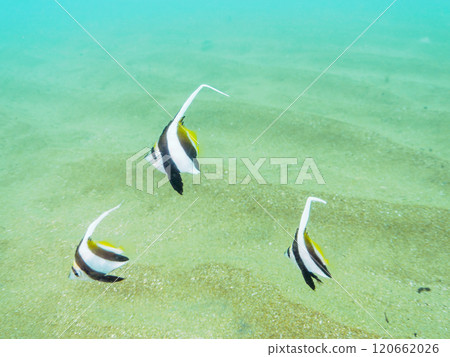 沙地上的繩池裡住著一群群可愛的鯔魚、黃尾鯊、老人、紅鯛魚和其他幼魚。 120662026