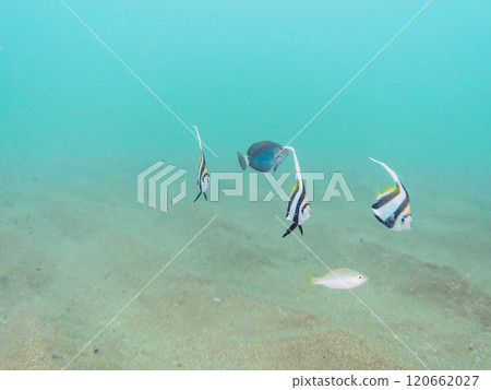 A school of cute young fish including blue-and-white snapper, flathead, middle-spotted snapper, and neritic snapper live in a rope pool in the sand. 120662027