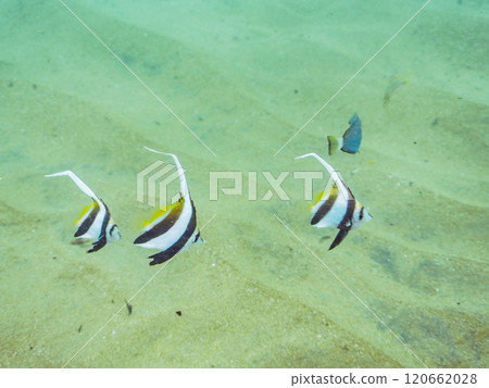 沙地上的繩池裡住著一群群可愛的鯔魚、黃尾鯊、老人、紅鯛魚和其他幼魚。 120662028